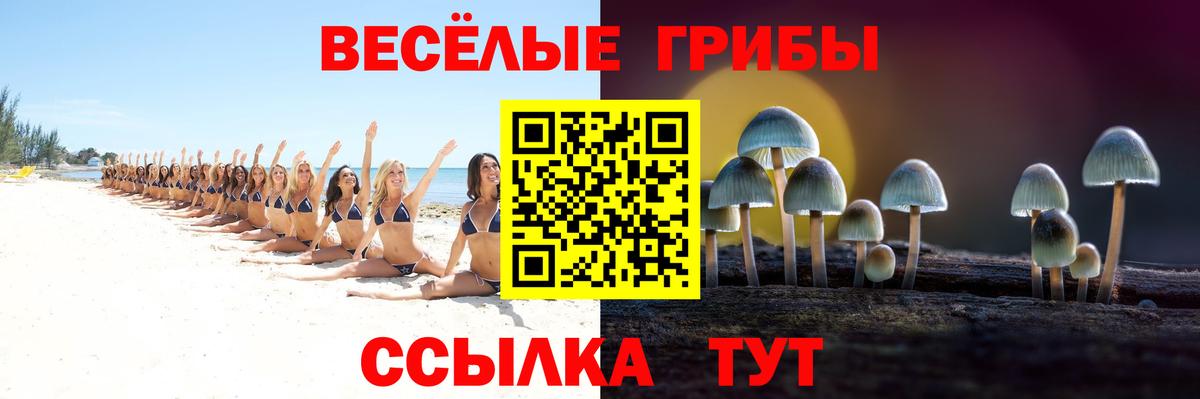 Псилоцибиновые грибы Cubensis Полысаево